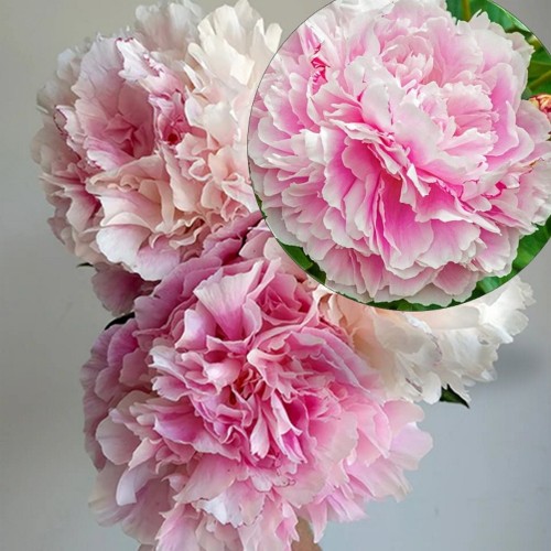 Paeonia 'Lady Alexandra Duff' - Pojeng 'Lady Alexandra Duff' C7/7L